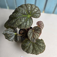 Load image into Gallery viewer, #R5 Begonia Unknown