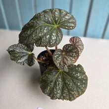 Load image into Gallery viewer, #R5 Begonia Unknown