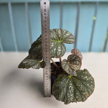 Load image into Gallery viewer, #R5 Begonia Unknown