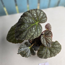 Load image into Gallery viewer, #R5 Begonia Unknown