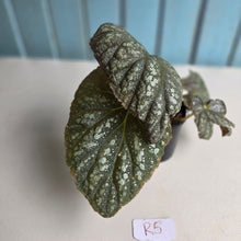 Load image into Gallery viewer, #R5 Begonia Unknown