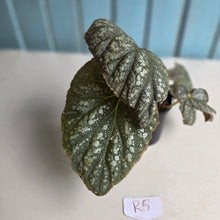 Load image into Gallery viewer, #R5 Begonia Unknown