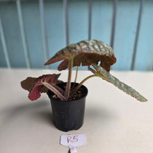 Load image into Gallery viewer, #R5 Begonia Unknown