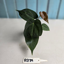 Load image into Gallery viewer, #RD39 Two x Dark, Long Anthurium NOID