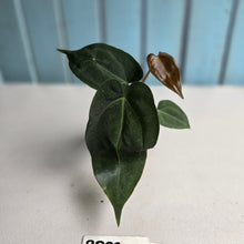 Load image into Gallery viewer, #RD39 Two x Dark, Long Anthurium NOID