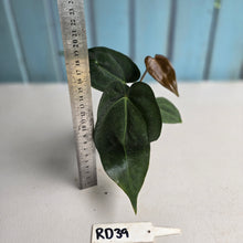 Load image into Gallery viewer, #RD39 Two x Dark, Long Anthurium NOID
