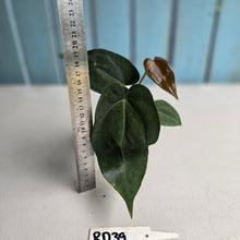 Load image into Gallery viewer, #RD39 Two x Dark, Long Anthurium NOID