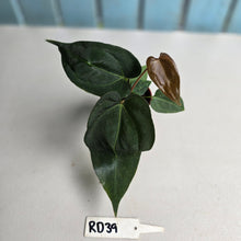 Load image into Gallery viewer, #RD39 Two x Dark, Long Anthurium NOID