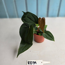 Load image into Gallery viewer, #RD39 Two x Dark, Long Anthurium NOID