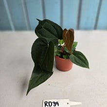 Load image into Gallery viewer, #RD39 Two x Dark, Long Anthurium NOID