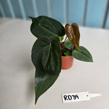 Load image into Gallery viewer, #RD39 Two x Dark, Long Anthurium NOID