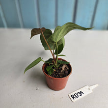 Load image into Gallery viewer, #RD39 Two x Dark, Long Anthurium NOID
