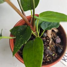 Load image into Gallery viewer, #RD39 Two x Dark, Long Anthurium NOID
