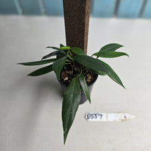 Load image into Gallery viewer, #D557 Rhaphidophora Petrieana