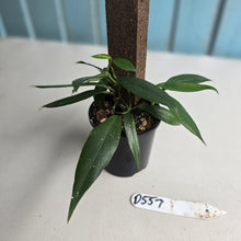 Load image into Gallery viewer, #D557 Rhaphidophora Petrieana