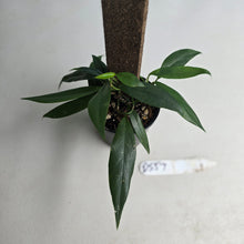 Load image into Gallery viewer, #D557 Rhaphidophora Petrieana