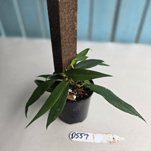 Load image into Gallery viewer, #D557 Rhaphidophora Petrieana