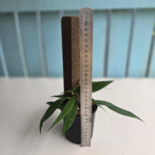 Load image into Gallery viewer, #D557 Rhaphidophora Petrieana