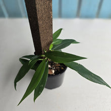 Load image into Gallery viewer, #D557 Rhaphidophora Petrieana