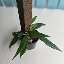 Load image into Gallery viewer, #D557 Rhaphidophora Petrieana