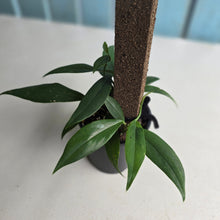 Load image into Gallery viewer, #D557 Rhaphidophora Petrieana