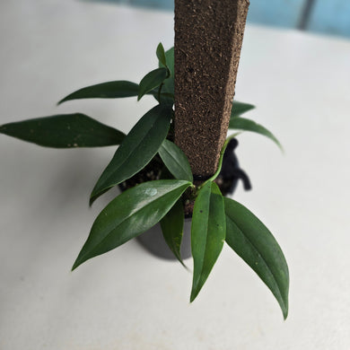 #D557 Rhaphidophora Petrieana