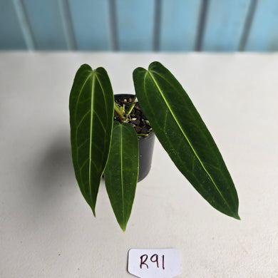 #R91 Anthurium Warocqueanum