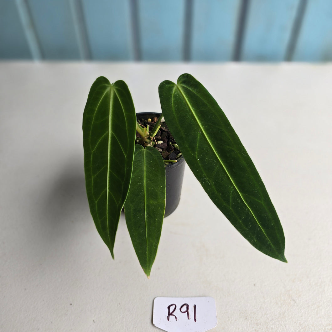 #R91 Anthurium Warocqueanum