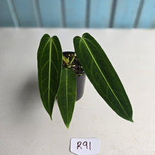 Load image into Gallery viewer, #R91 Anthurium Warocqueanum