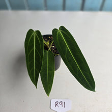 Load image into Gallery viewer, #R91 Anthurium Warocqueanum