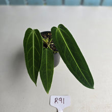 Load image into Gallery viewer, #R91 Anthurium Warocqueanum