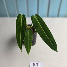 Load image into Gallery viewer, #R91 Anthurium Warocqueanum