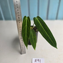 Load image into Gallery viewer, #R91 Anthurium Warocqueanum