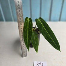 Load image into Gallery viewer, #R91 Anthurium Warocqueanum