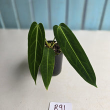 Load image into Gallery viewer, #R91 Anthurium Warocqueanum