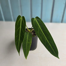 Load image into Gallery viewer, #R91 Anthurium Warocqueanum