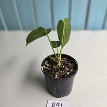Load image into Gallery viewer, #R91 Anthurium Warocqueanum