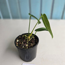 Load image into Gallery viewer, #R91 Anthurium Warocqueanum