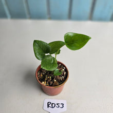 Load image into Gallery viewer, #RD53 Two x Anthurium Cerrobaulense Seedlings