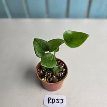 Load image into Gallery viewer, #RD53 Two x Anthurium Cerrobaulense Seedlings