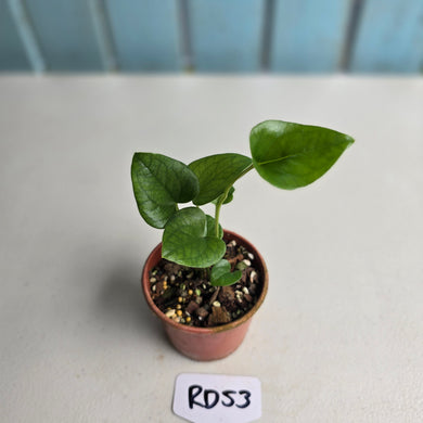 #RD53 Two x Anthurium Cerrobaulense Seedlings
