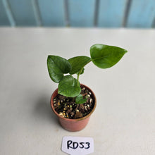 Load image into Gallery viewer, #RD53 Two x Anthurium Cerrobaulense Seedlings
