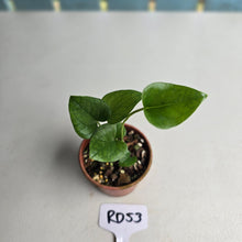 Load image into Gallery viewer, #RD53 Two x Anthurium Cerrobaulense Seedlings