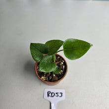 Load image into Gallery viewer, #RD53 Two x Anthurium Cerrobaulense Seedlings