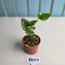 Load image into Gallery viewer, #RD53 Two x Anthurium Cerrobaulense Seedlings