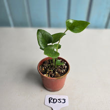 Load image into Gallery viewer, #RD53 Two x Anthurium Cerrobaulense Seedlings