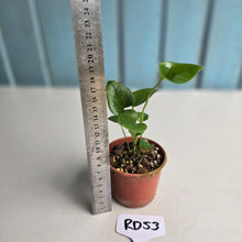 Load image into Gallery viewer, #RD53 Two x Anthurium Cerrobaulense Seedlings