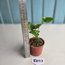 Load image into Gallery viewer, #RD53 Two x Anthurium Cerrobaulense Seedlings