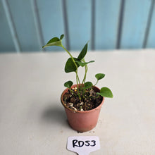 Load image into Gallery viewer, #RD53 Two x Anthurium Cerrobaulense Seedlings