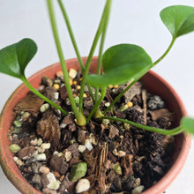 Load image into Gallery viewer, #RD53 Two x Anthurium Cerrobaulense Seedlings